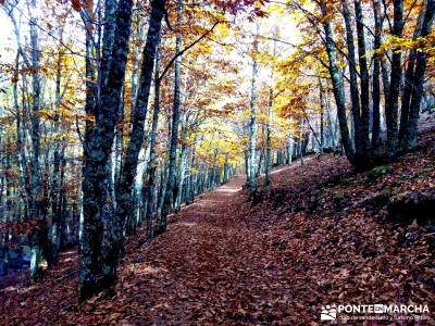 Castañar de El Tiemblo - Pozo de la Nieve- excursiones por la sierra - senderistas en otoño